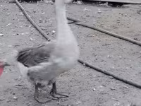 Turkeys — फ़ोटो 1