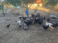 Danish hen — photo 6