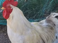 Chickens — foto 1