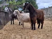Cabras (lote, sexo no especificado), Cabras — foto 2