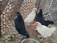 Chickens — foto 1