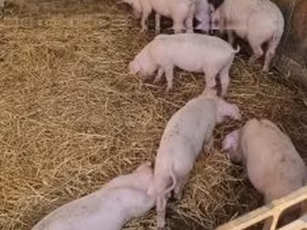 Prasata (šarže, pohlaví neuvedeno), Prasata — Maďarsko
