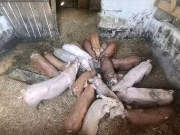 Süldőanya,  — Magyarország
