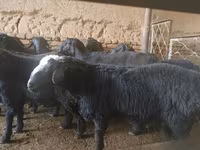 Kos, Rhon sheep — 2. fotó