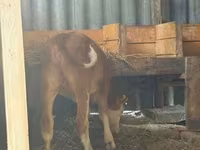 Vaca, Vaca Limousin — foto 3