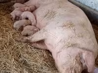 मादा सूअर, Крупная белая — फ़ोटो 3