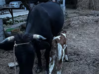 Tehén, Latvian Blue cattle — 5. fotó