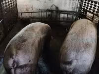 Säue, Schweine — Foto 3