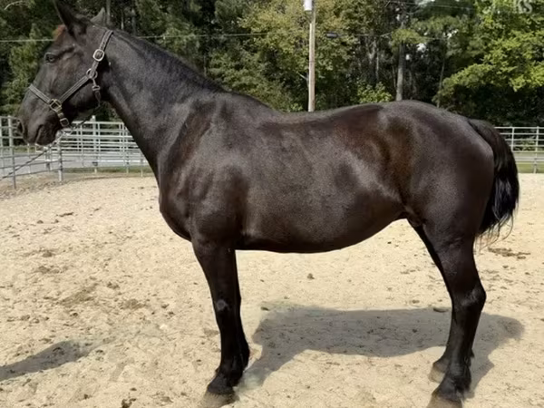 Kanca, Percheron