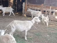 عنزة, Dutch Landrace goats — الصورة 7
