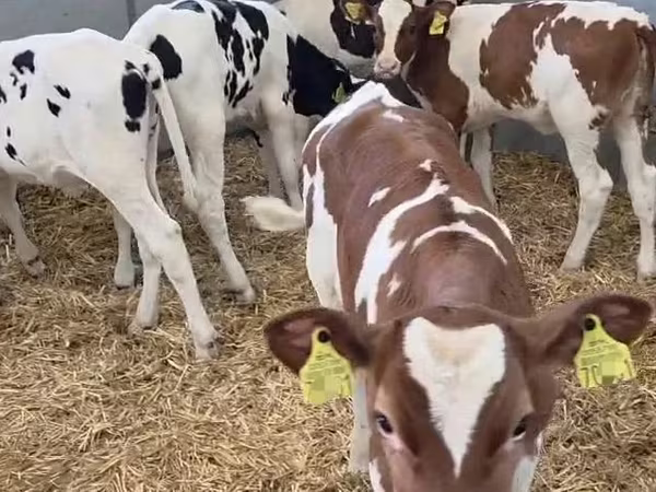 Tehén, Russian Black pied cattle