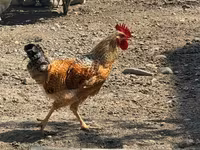 أميروكانا — الصورة 8