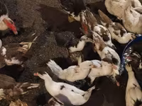 Ducks — photo 2