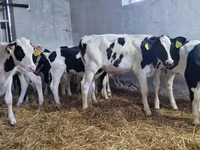 Býk, Russian Black pied cattle — foto 1