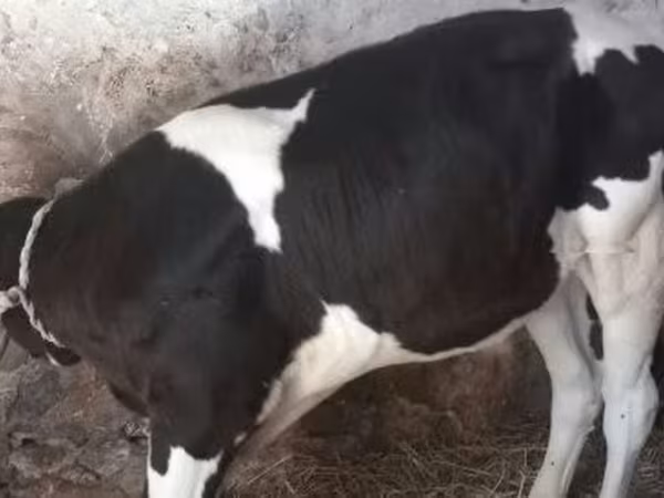 Bull, Holstein breed — Hungary