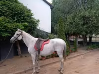 At, Atlar — foto 7