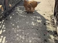 Pékin Bantam — photo 1