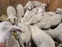 मेढ़ा, Merinoland sheep — फ़ोटो 2