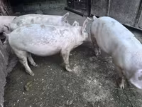 公猪, Крупная белая — 照片 2