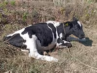 Cattle (batch, sex not specified), Cattle — photo 2