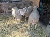公羊, Ile-de-France sheep — 照片 1