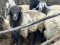 Kos, Karakul sheep — 1. fotó