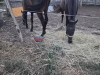 Cheval, Nonius horse — photo 2