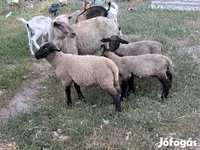 Kos, Juhok — 2. fotó