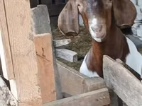 बकरा, Boer goat — फ़ोटो 6