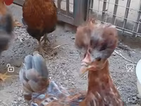 Chickens — foto 3