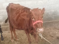 गाय, Red Estonian cattle — फ़ोटो 2