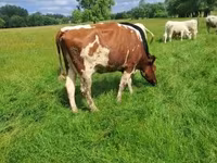 Kuh, Simmental cattle — Foto 1