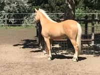 घोड़ी, Hungarian horse breed — फ़ोटो 6