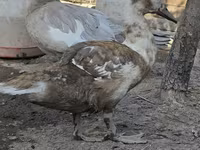 Domestic Muscovy — photo 1