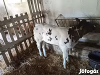 Bull, Cattle — photo 5