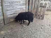 Juh, Racka sheep — 3. fotó