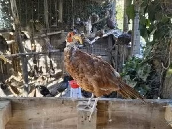 Guinea fowl