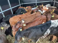 Taureau, Vache limousine — photo 2