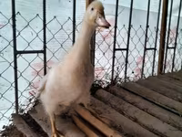 American Pekin — photo 1