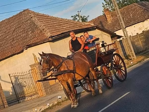 Klisna, Koně