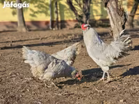 Araucana — photo 3