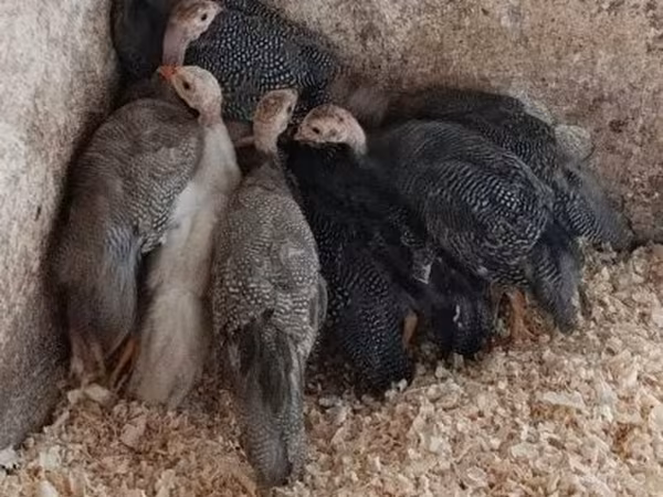 Guinea fowl — Magyarország