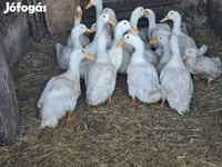 Ducks — Foto 2