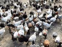 Turkeys — फ़ोटो 3