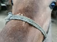 Horse (M), Horses — photo 1