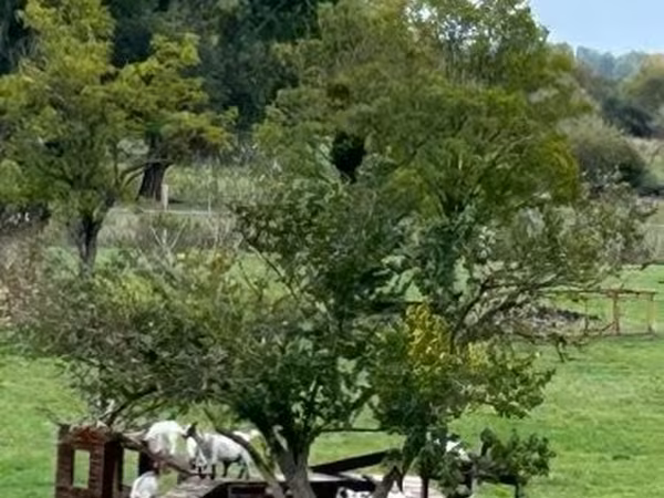 Goat, Dutch Landrace goats