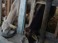 Byk, Swiss cattle — zdjęcie 2