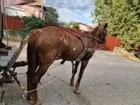 母马, Horses — 照片 3