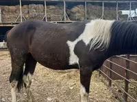 Kůň, Koně — foto 3
