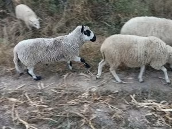 Kos, Cerry Hill sheep